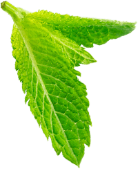 Tiêu