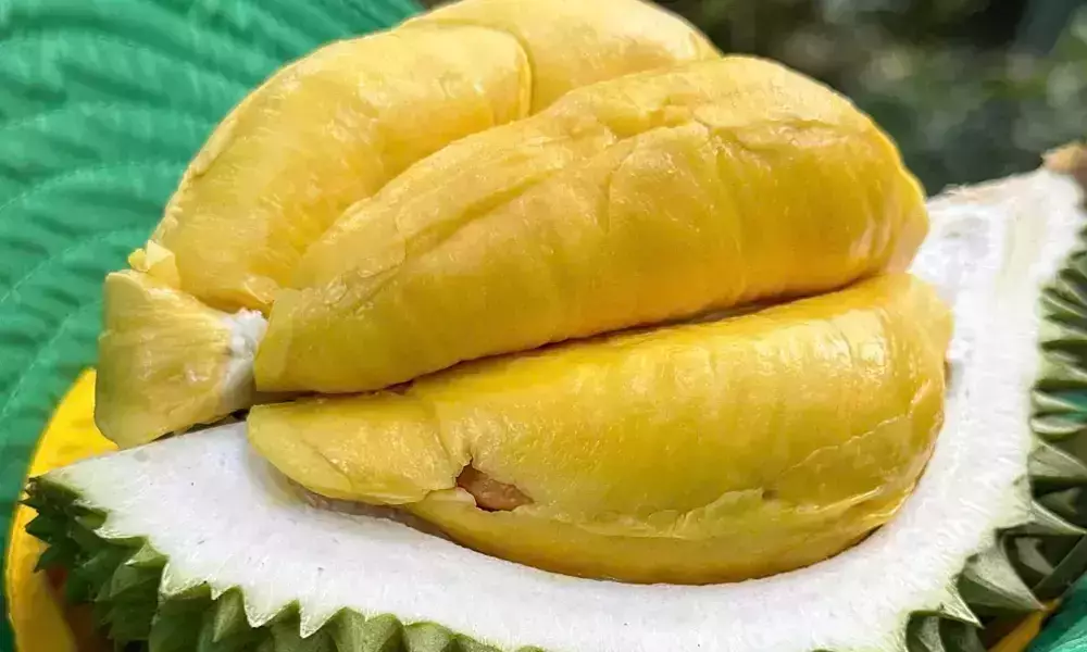 Đề xuất ứng dụng AI kiểm soát tồn dư hóa chất trong sầu riêng 